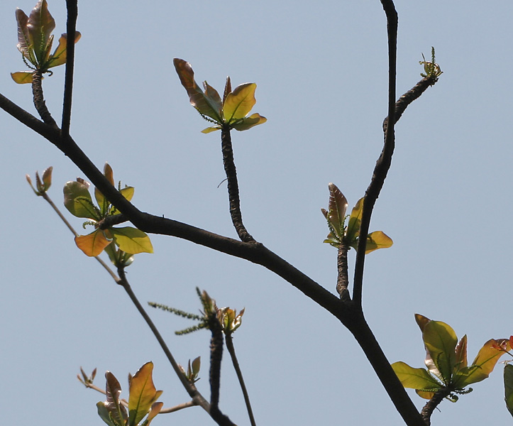 File:Desi Badam (Terminalia catappa) branches with new leaves & flower spikes in Kolkata W2 IMG 3260.jpg