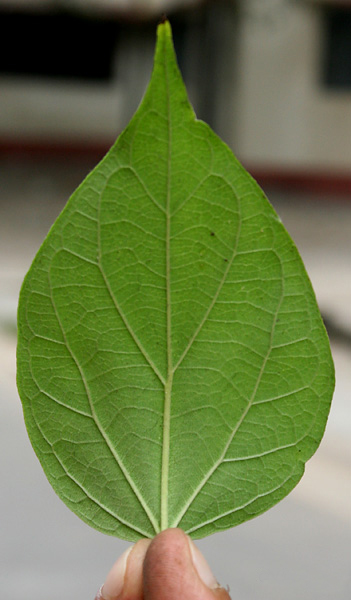 File:Underside of a leaf of the Parijat plant (Nyctanthes arbor-tristis), Kolkata, India - 20070130.jpg