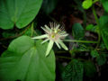 File:120px-Passiflora rubra.jpg