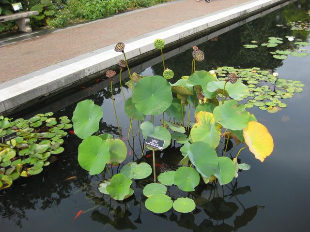 File:640px-IMG 0805 bbg09.jpg