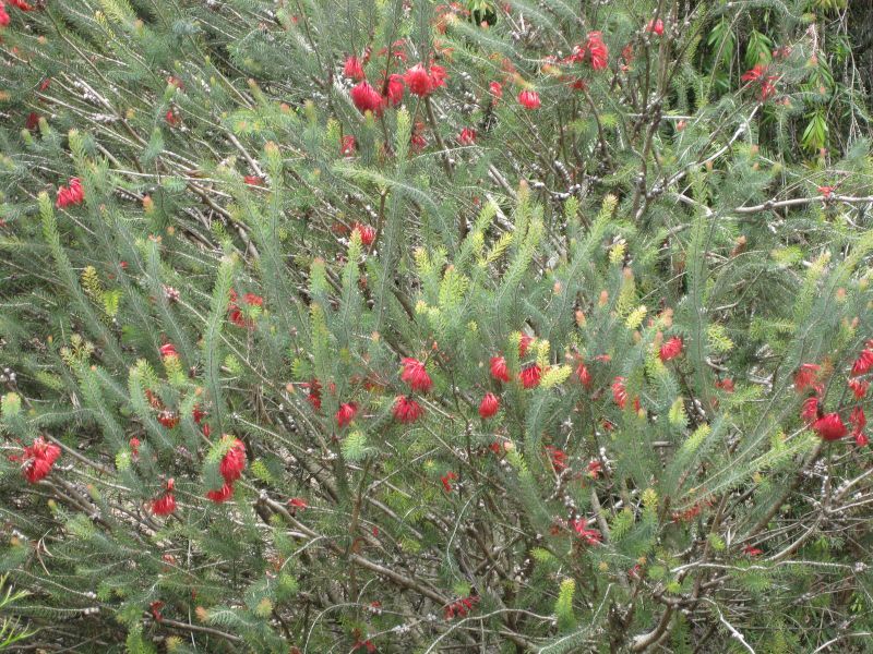 File:800px-IMG 4561 hunt0904.jpg