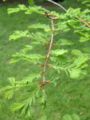 File:90px-Metasequoia glyptostroboides01.jpg