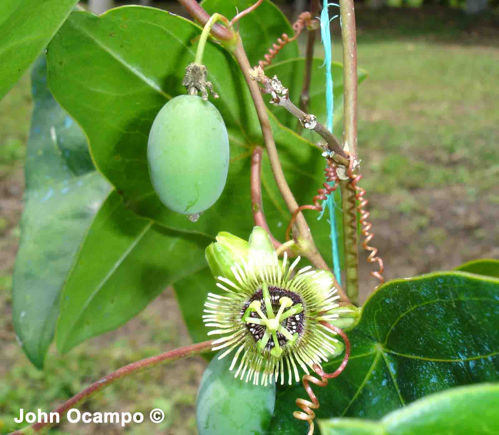 flower and unripe fruit
