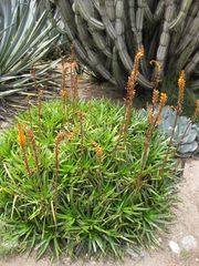 File:180px-IMG 7426 hunt09jun.jpg