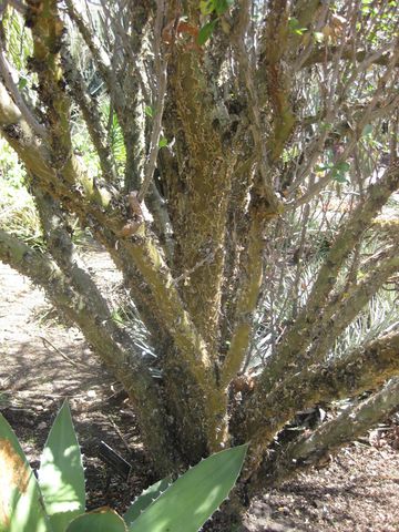 File:360px-IMG 2213 hunt0903.jpg