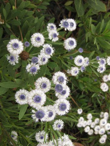 File:360px-IMG 6952 hunt09jun.jpg