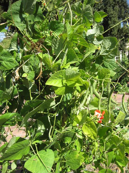 File:450px-IMG 1851 hunt09oct.jpg