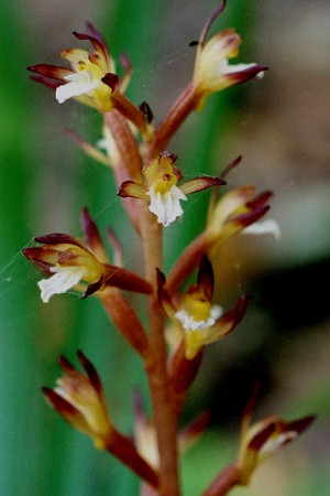 File:Corallorhiza maculata immaculata Spotted Coralroot .JPG