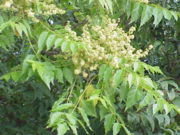 File:180px-Ailanthus altissima4.jpg