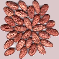 File:239px-Semillas de cacao.jpg