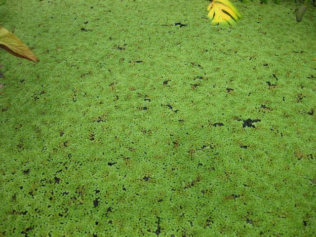 File:640px-IMG 1002 bbg09.jpg