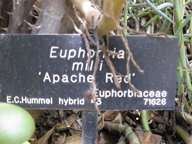 File:640px-IMG 4350 hunt0904.jpg