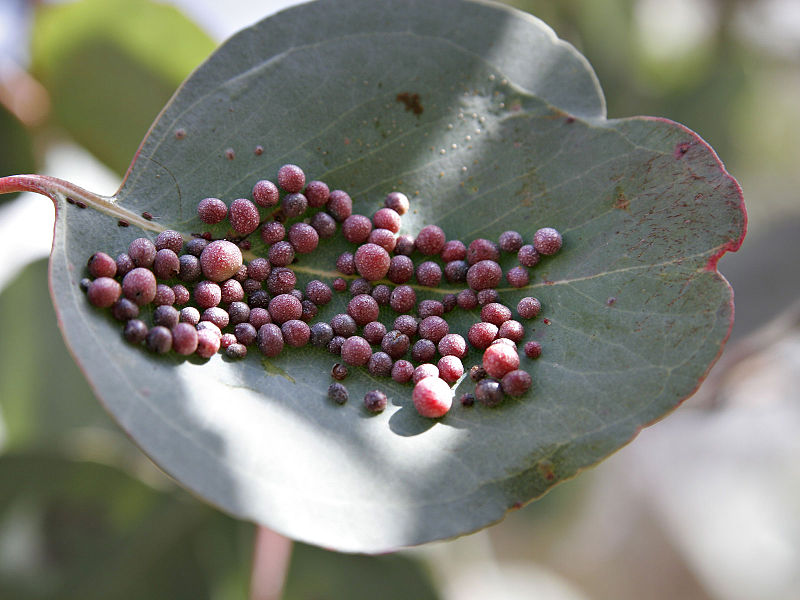 File:800px-Eucalyptus gall.jpg