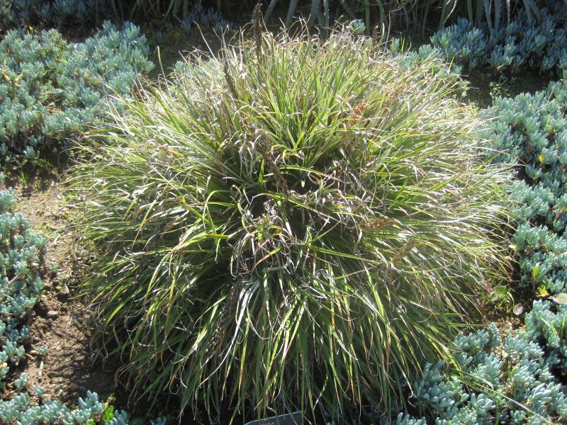 File:800px-IMG 2378 hunt0903.jpg