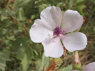 File:320px-Althea officinalis flor.jpg