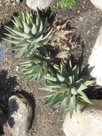 File:360px-IMG 2296 hunt0903.jpg