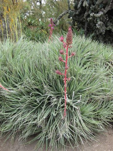 File:360px-IMG 7399 hunt09jun.jpg