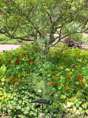 File:360px-IMG 7660 hunt09jun.jpg