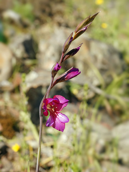 File:450px-Gladiolus communis (flowers).jpg