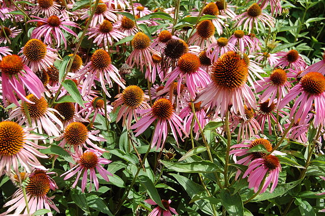 File:640px-2007 echinacea purpurea.jpg
