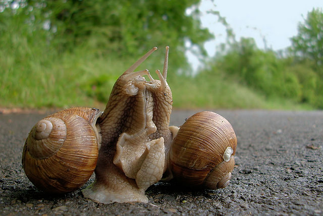 File:640px-Weinbergschnecke Paarung.jpg