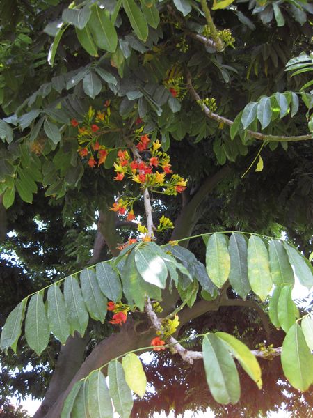 File:450px-IMG 7707 hunt09jun.jpg