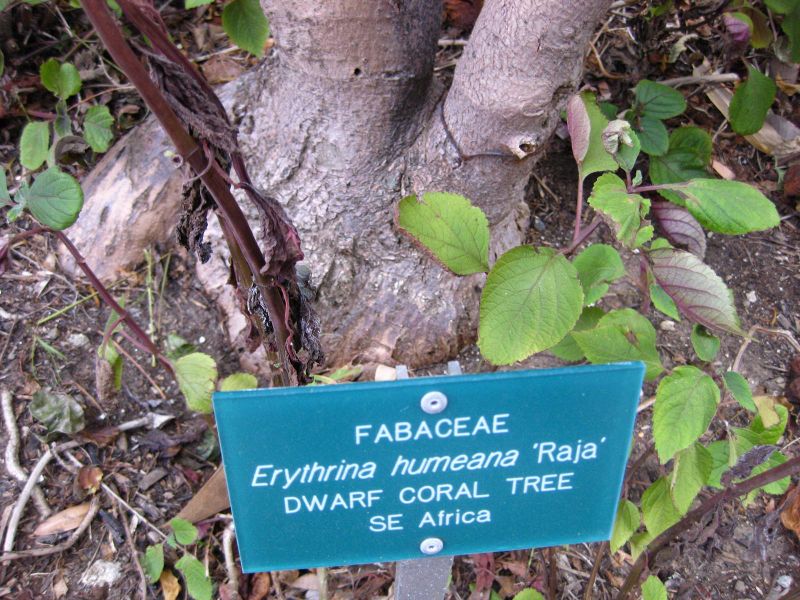 File:800px-IMG 2346 ucla09.jpg