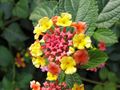File:120px-Lantana blossom.jpg
