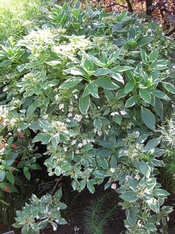 File:360px-IMG 0025 nybg09.jpg