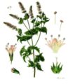 1887 illustration