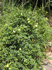 File:180px-IMG 7667 hunt09jun.jpg