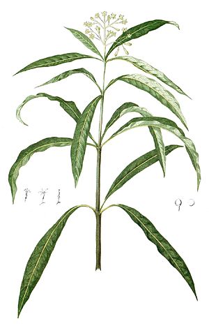 File:300px-Skimmia laureola Blanco1.128-cropped.jpg