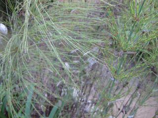 File:320px-IMG 2692 ucla09.jpg