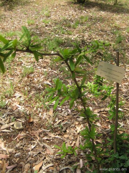 File:450px-Berberis soulieana-IMG 3127 lokrun.jpg