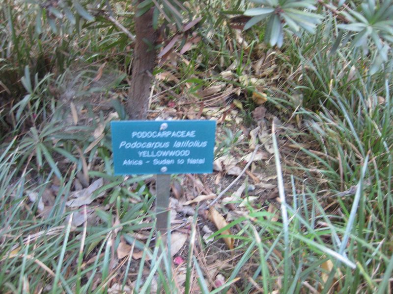 File:800px-IMG 2433 ucla09.jpg