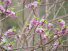 File:240px-Daphne mezereum0.jpg