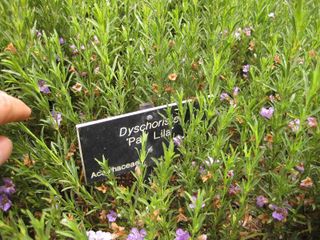 File:320px-IMG 7121 hunt09jun.jpg