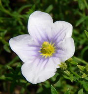 File:180px-Nierembergia frutescens.jpg