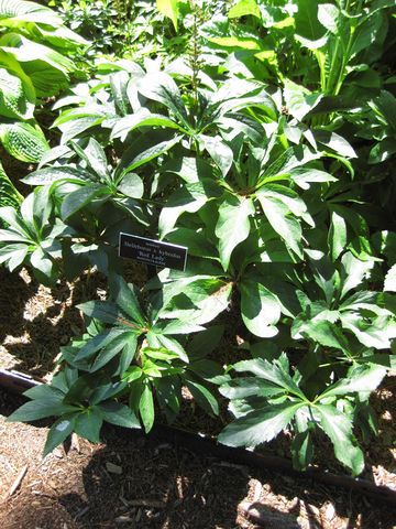 File:360px-IMG 0203 nybg09.jpg