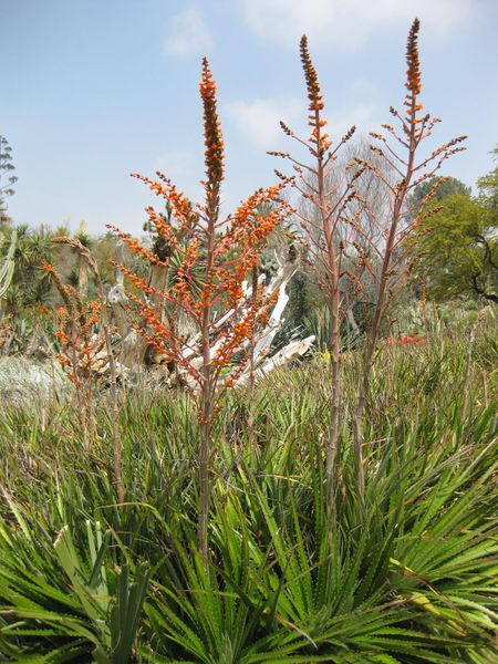 File:450px-IMG 4440 hunt0904.jpg