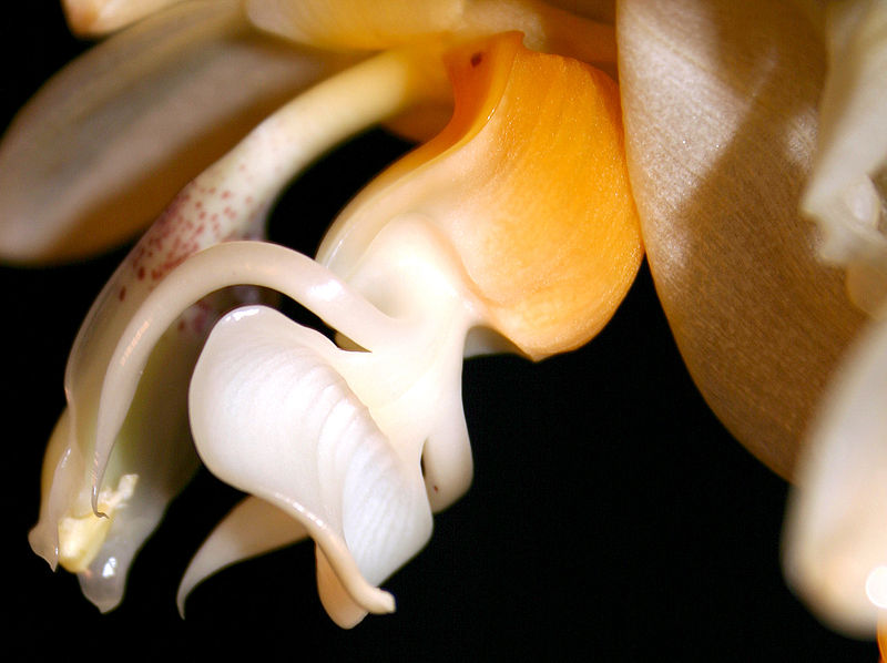 File:800px-Stanembreei lip-bk.jpg