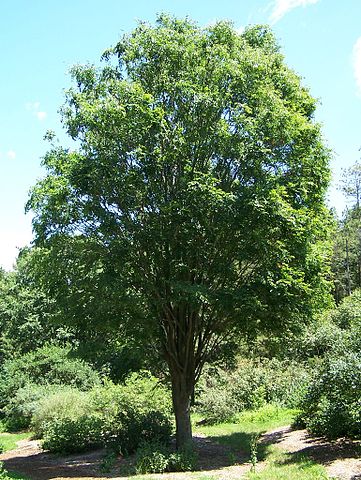 File:361px-Zelkova serrata entire.jpg