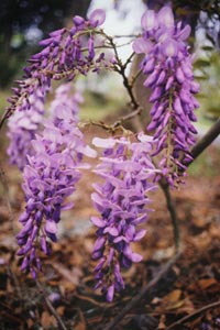 Flowering Wisteria