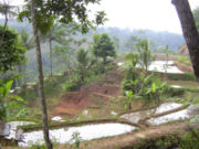 File:180px-Rice-fields-Indonesia-(Java).jpg