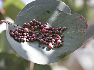 File:320px-Eucalyptus gall.jpg