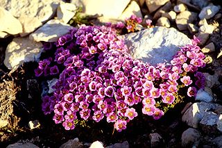 File:320px-Saxifraga oppositifolia 14-98-45.jpg