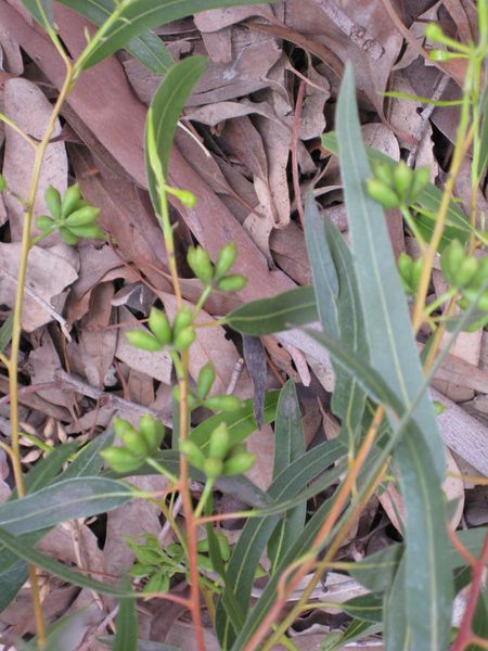 File:450px-IMG 4869 hunt0904.jpg