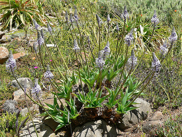 File:640px-Scilla natalensis 1.jpg