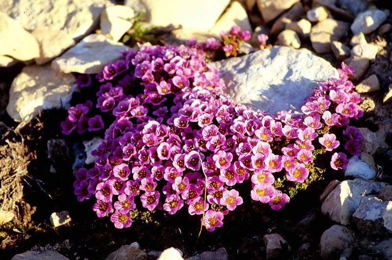 File:800px-Saxifraga oppositifolia 14-98-45.jpg