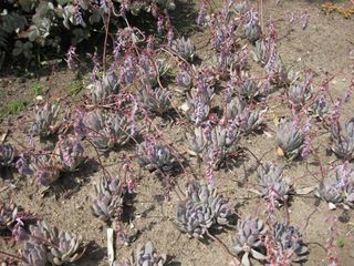 File:320px-IMG 4217 hunt0904.jpg